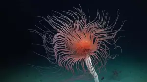 Backdrop to the movie "Deep sea exploration : the last frontiers on Earth" #915369