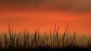 Backdrop to the movie "Wolf Creek" #612968