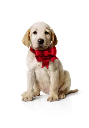 Poster to the movie "Marley & Me" #744237