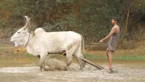 Backdrop to the movie "Bison Kaalamaadan" #786340