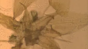 Backdrop to the movie "Mothlight" #703588