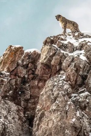 Poster to the movie "The Velvet Queen" #390749