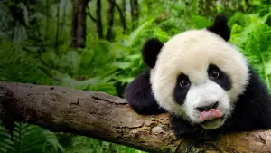 Backdrop to the movie "Earth: One Amazing Day" #445261