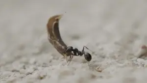 Backdrop to the movie "At Sea" #786899