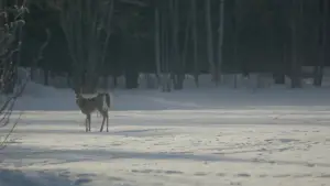 Backdrop to the movie "Dream Eater" #685448