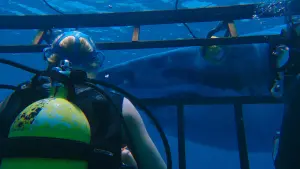 Backdrop to the movie "47 Meters Down" #338076