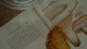 Backdrop to the movie "Phantom Thread" #671817