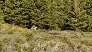 Backdrop to the movie "Cowboys" #500370