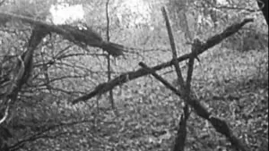 Backdrop to the movie "The Blair Witch Project" #697469