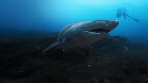 Backdrop to the movie "Sharks Up Close with Bertie Gregory" #792996