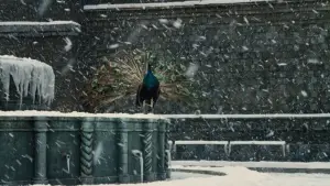 Backdrop to the movie "Amarcord" #752342