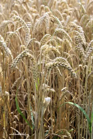 Poster to the movie "Macklean" #744207