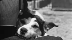 Backdrop to the movie "Umberto D." #752721