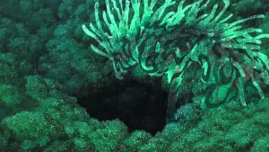 Backdrop to the movie "Princess Mononoke" #517469