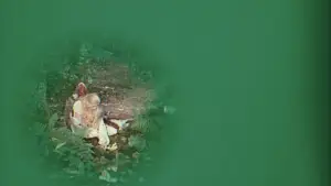 Backdrop to the movie "Donkey Skin" #812111