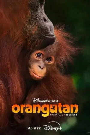 Poster to the movie "Orangutan" #798703