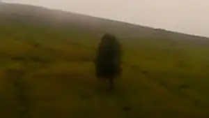 Backdrop to the movie "Dry Leaf" #770902