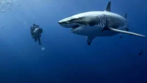 Backdrop to the movie "Oceans" #386999