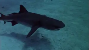 Backdrop to the movie "Sharks