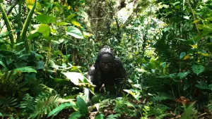 Backdrop to the movie "Apocalypto" #443933