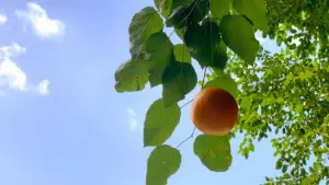 Backdrop to the movie "Tangerine" #568681