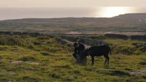 Backdrop to the movie "The Banshees of Inisherin" #693703