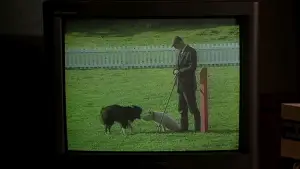 Backdrop to the movie "Babe" #719875