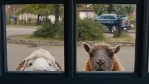 Backdrop to the movie "The Sheep Detectives" #772395