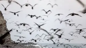 Backdrop to the movie "Indiana Jones and the Last Crusade" #601629