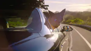 Backdrop to the movie "No Hard Feelings" #607434