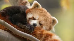 Backdrop to the movie "Born in China" #436613