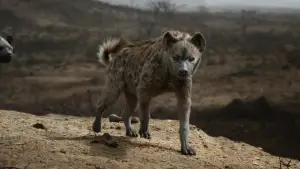 Backdrop to the movie "The Lion King" #581525