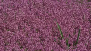 Backdrop to the movie "Taking Woodstock" #648543