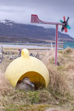 Movie poster "Amongst the Birds"