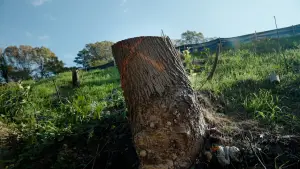Backdrop to the movie "The Tree Economy" #775522
