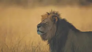 Backdrop to the movie "Cecil" #745938