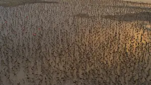 Backdrop to the movie "Flamingos: Life After the Meteorite" #772280