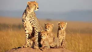 Backdrop to the movie "African Cats" #447570