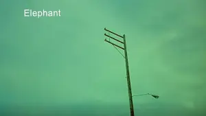 Backdrop to the movie "Elephant" #792735