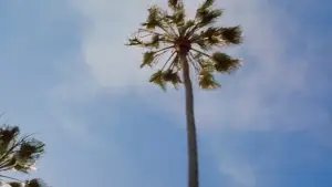 Backdrop to the movie "Almost Famous" #808370