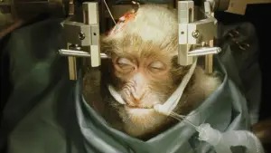 Backdrop to the movie "The Fountain" #791451