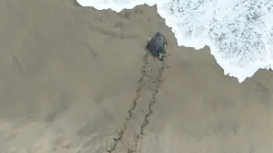 Backdrop to the movie "Return: Saving Turtles" #543138