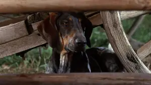 Backdrop to the movie "Savage Sam" #678433