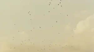 Backdrop to the movie "Taste of Cherry" #695669