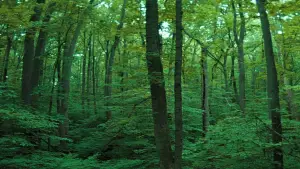 Backdrop to the movie "Fight Club" #797075