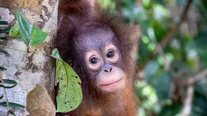 Backdrop to the movie "Orang Utans - Keepers of the Jungle" #922235