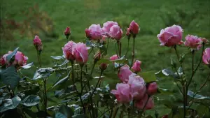 Backdrop to the movie "Autumn Sonata" #645075