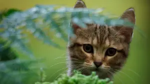 Backdrop to the movie "A Cat