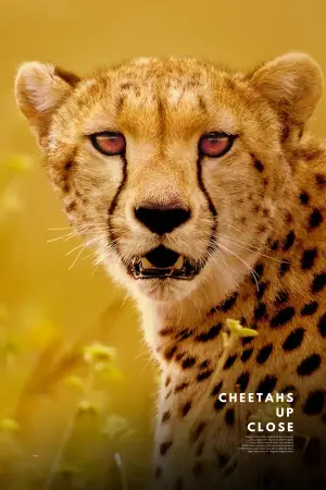Poster to the movie "Cheetahs Up Close with Bertie Gregory" #539405