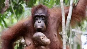 Backdrop to the movie "Orang Utans - Keepers of the Jungle" #922229